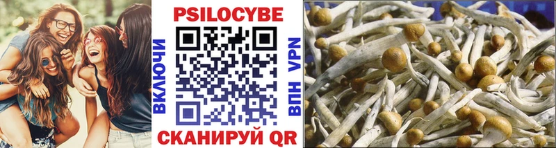 Псилоцибиновые грибы Psilocybine cubensis Лебедянь
